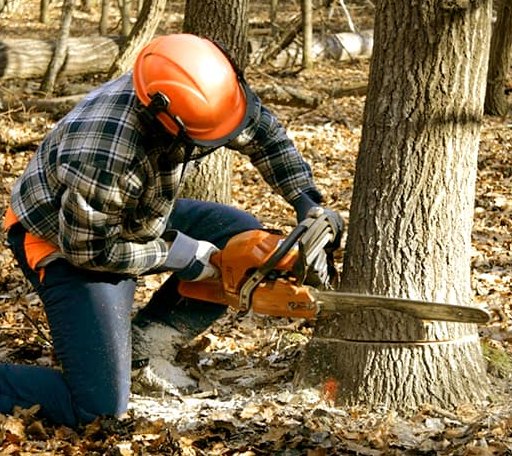 Tree Removal in Saltillo, TN